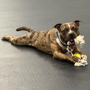Deuce, American Bully, young, available for adoption