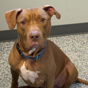 Dozer, Pit Bull Terrier, adult, available for adoption