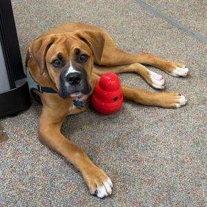 Bear (Foster), Boxer / American Bulldog, puppy, available for adoption