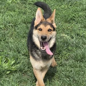 A German Shepherd dog with a black and tan coat is standing on a grassy field, its mouth open with its tongue out, looking directly at the camera.