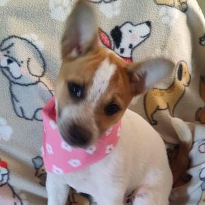 Sandy, Australian Cattle Dog / Blue Heeler, puppy, available for adoption