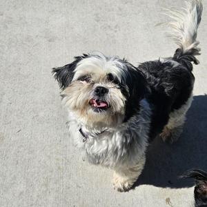Sylvie (In Foster), Shih Tzu, adult, available for adoption