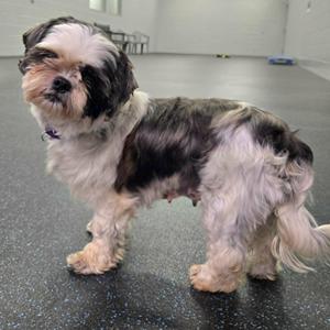 Sylvie, Shih Tzu, senior, available for adoption