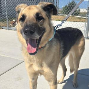 Bandit, German Shepherd Dog / Husky, young, available for adoption