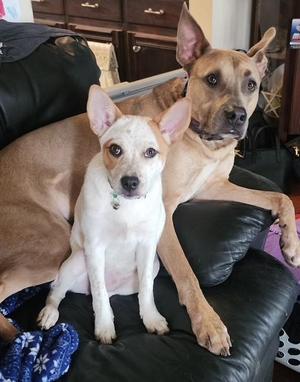 Poppy (In Foster), Australian Cattle Dog / Blue Heeler / Shiba Inu, puppy, available for adoption