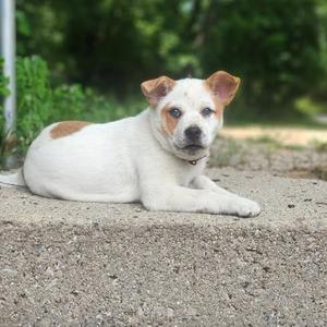 Poppy, Australian Cattle Dog / Blue Heeler / Shiba Inu, puppy, available for adoption