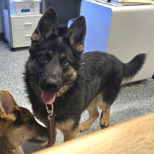 Veda, German Shepherd Dog, young, available for adoption