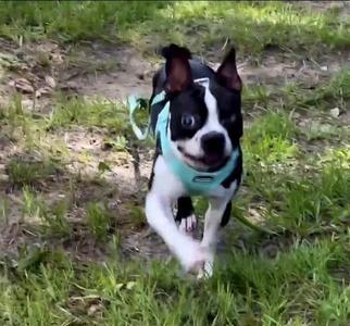 Sunshine Rose, Boston Terrier, young, available for adoption