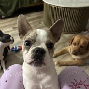 Yoshi, French Bulldog / Boston Terrier, young, available for adoption