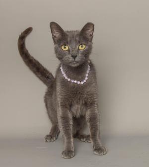 A gray cat with yellow eyes wearing a pearl necklace