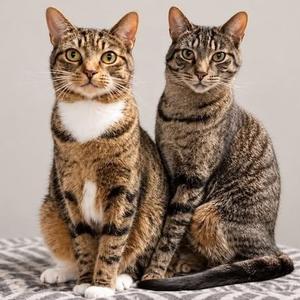 Two tabby cats sitting side by side on a patterned blanket.