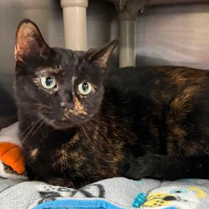 JOAN, young, available for adoption