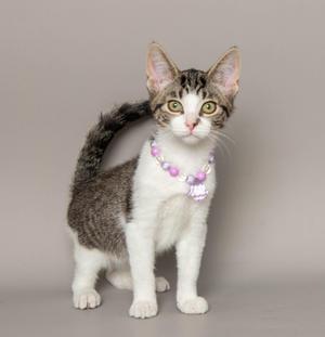 A gray and white tabby cat wearing a pink beaded necklace, standing on a plain background.
