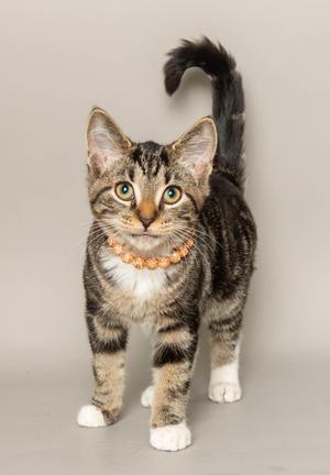A tabby cat with a white chest and paws, wearing a beaded collar, standing on a gray background.