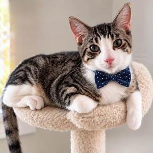 JERICHO, kitten, available for adoption