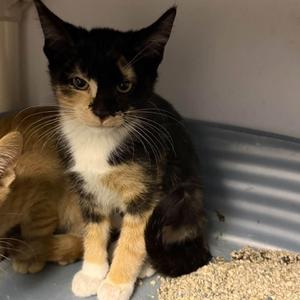 BIANCA, kitten, available for adoption