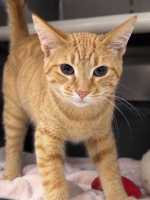 APOLLO, young, available for adoption