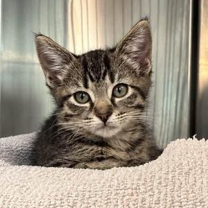 LAINEY, kitten, available for adoption