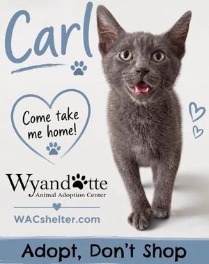 A gray cat named Carl is featured in this image, with a heart-shaped graphic that says "Come take me home!" The text "Wyandotte Animal Adoption Center" and "WACshelter.com" are also present. The bottom of the image has the slogan "Adopt, Don't Shop."