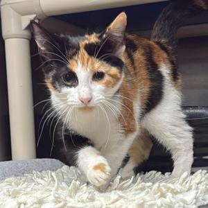 LULU, kitten, available for adoption