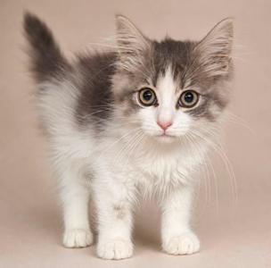 A fluffy gray and white kitten with big green eyes standing on a beige background.