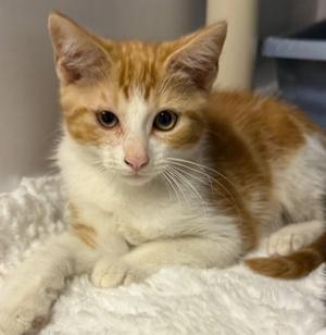 GUSTAVO, kitten, available for adoption