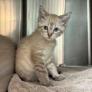 A light-colored kitten with blue eyes sitting on a soft surface, looking directly at the camera.