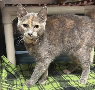 A gray and brown tabby cat standing on a green and black plaid blanket.