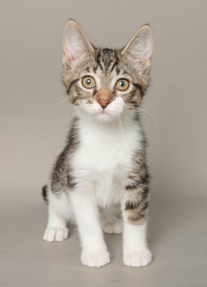A gray and white tabby kitten with green eyes sitting on a gray background.