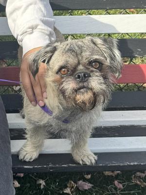 A small dog with a shaggy, gray and white coat is sitting on a wooden bench. A person's hand is gently holding the dog's head, and the dog is wearing a purple collar. The background shows a grassy area with some fallen leaves.