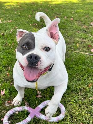 Chaz, American Staffordshire Terrier, young, available for adoption