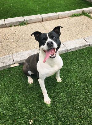 Blaze, American Staffordshire Terrier, young, available for adoption