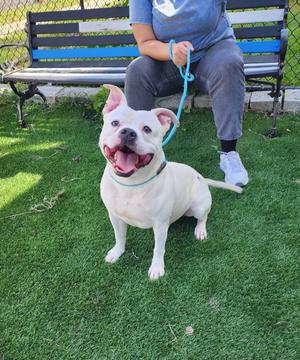 A white dog with a blue collar and leash is sitting on green grass, looking up with its mouth open. A person is sitting on a bench in the background.