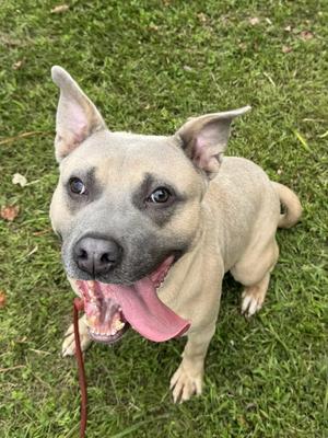 Waldo, American Staffordshire Terrier, young, available for adoption
