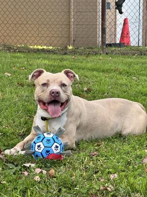 Enzo, American Staffordshire Terrier, young, available for adoption