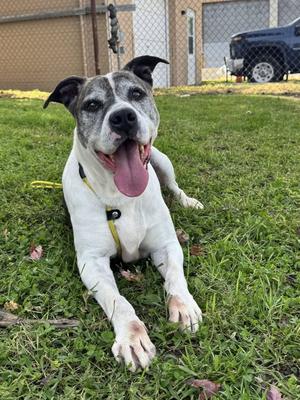 Danny, American Bulldog, adult, available for adoption