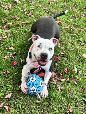 Diamond, American Pit Bull Terrier, young, available for adoption