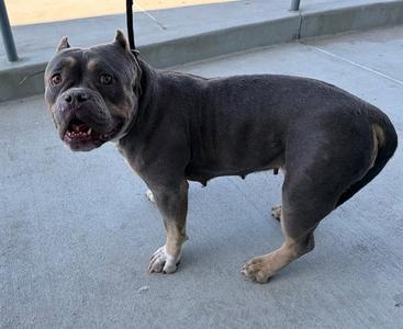 BABY, American Bulldog, adult, available for adoption