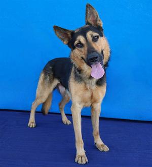 BLACKIE, German Shepherd Dog, adult, available for adoption