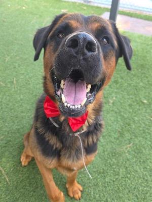 A happy dog wearing a red bow tie, sitting on green artificial grass.