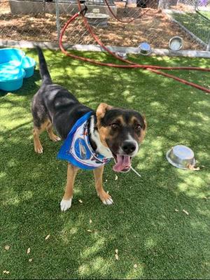 ABNER, German Shepherd Dog, adult, available for adoption