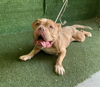 A light brown dog lying on a green artificial turf surface, with its tongue out and a leash attached to its collar.