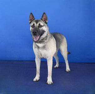 AXEL, German Shepherd Dog / Siberian Husky, adult, available for adoption