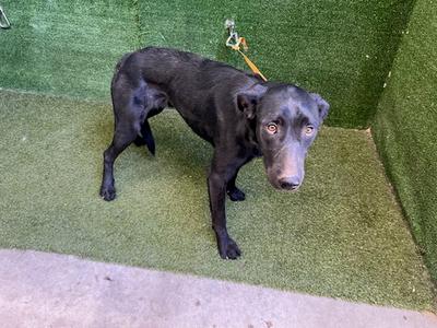 ATHENA, Labrador Retriever, young, available for adoption