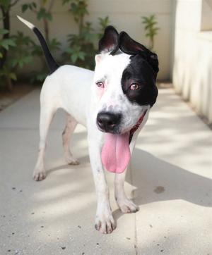 BILLIE, Pit Bull Terrier, young, available for adoption