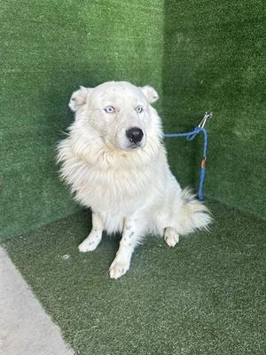 AZUL, Australian Shepherd, adult, available for adoption