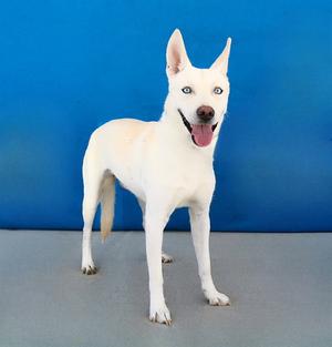 BLUE, German Shepherd Dog, young, available for adoption