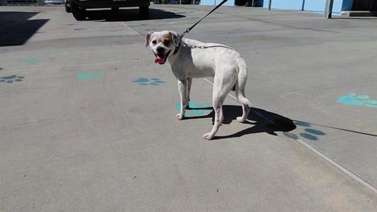 A white dog with brown markings on its face and ears is standing on a concrete surface, wearing a leash. The dog has its mouth open, showing its tongue, and appears to be panting. The background includes a paved area with blue paw print markings and a vehicle partially visible in the distance.