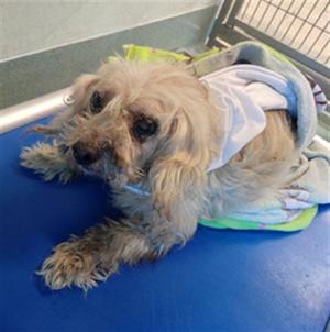 BETTY, Terrier, senior, available for adoption