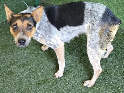 BINGO, Australian Cattle Dog/Blue Heeler, adult, available for adoption
